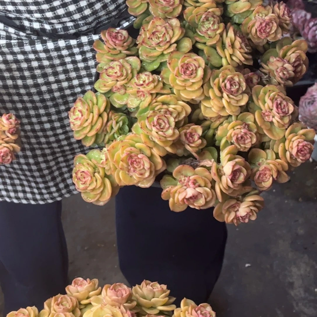 黄金蜡牡丹一单包邮