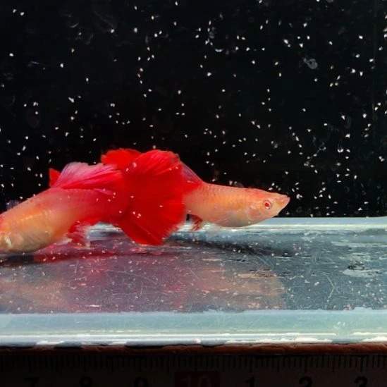 孔雀鱼血红大背一公两母