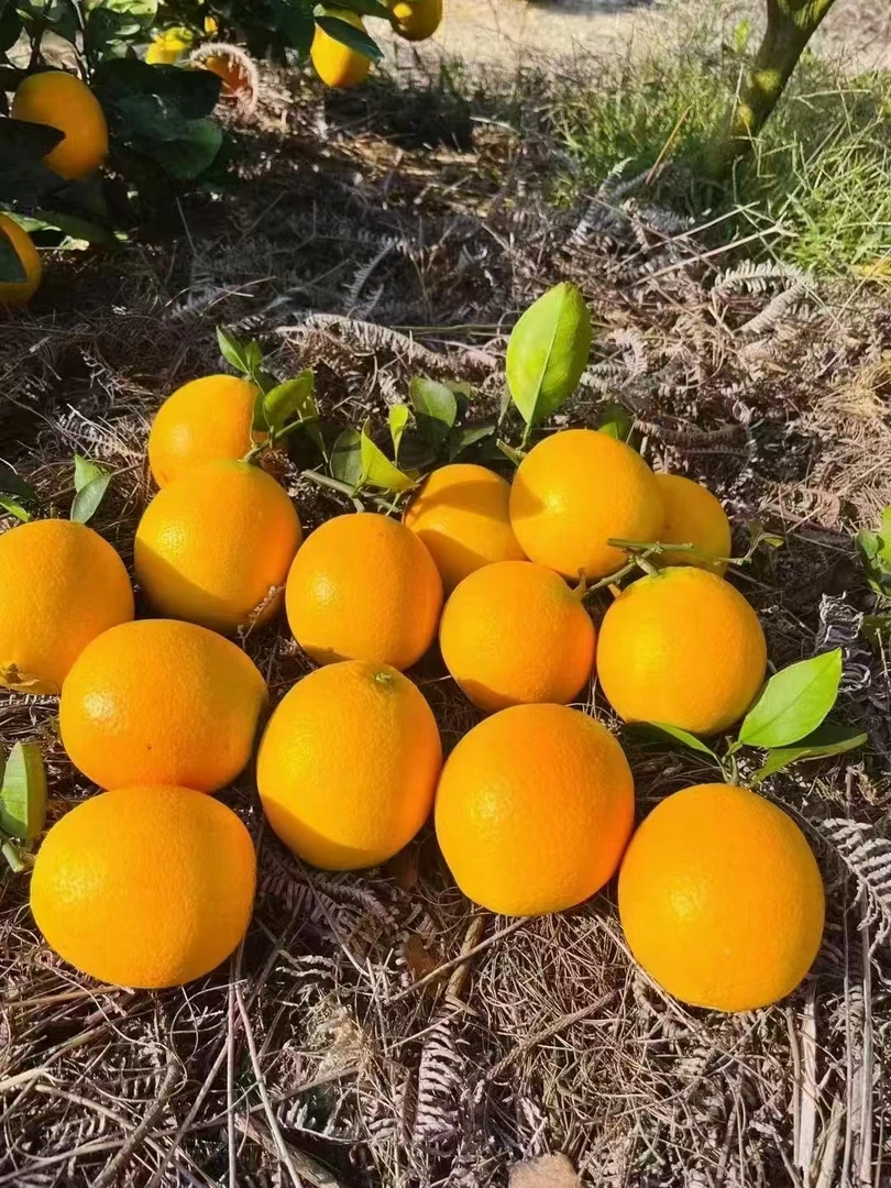 正宗小雍赣南脐橙江西赣州特产新鲜发货精品应季水果现摘现发
