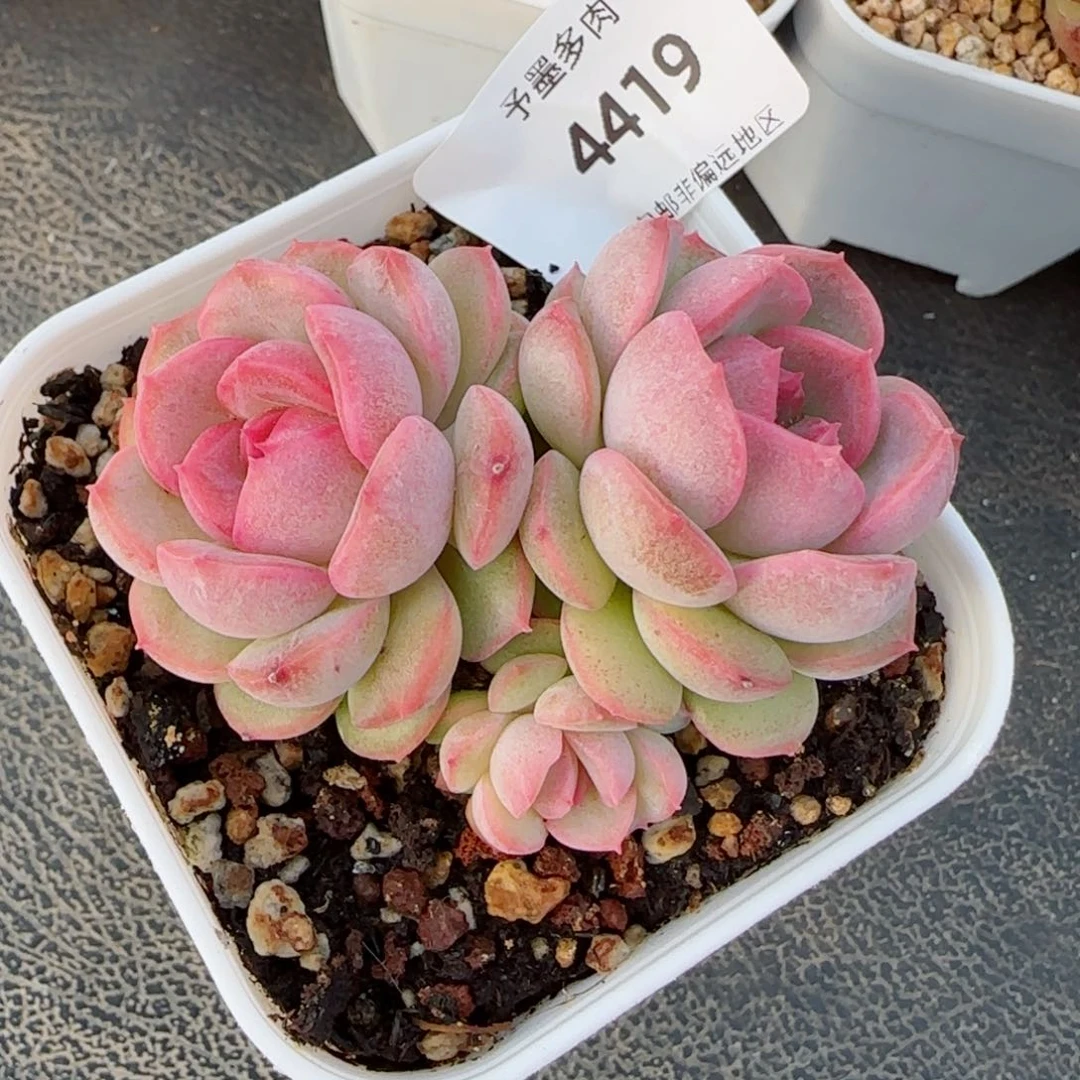 琴心，4419多肉植物