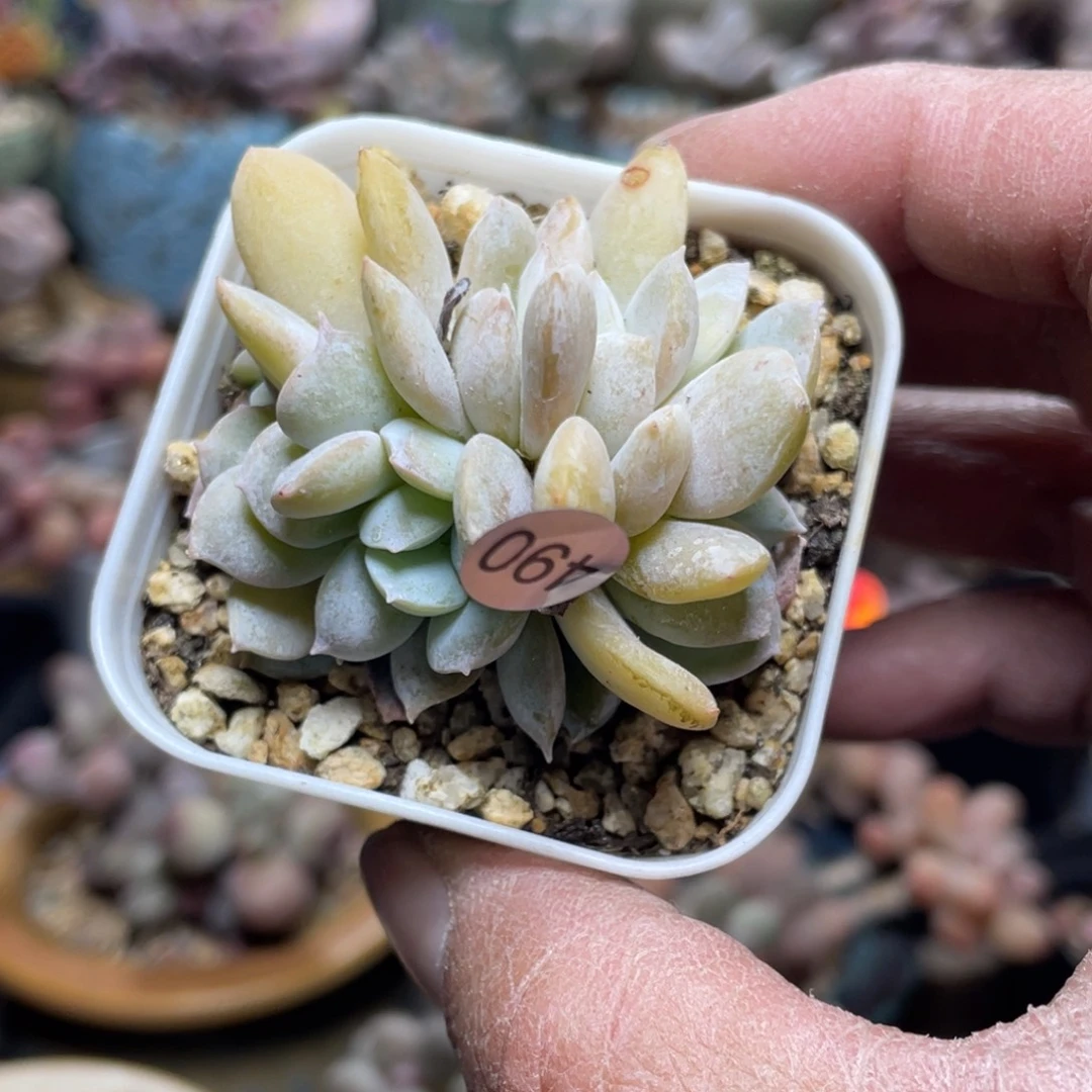 雪特缀化多肉植物