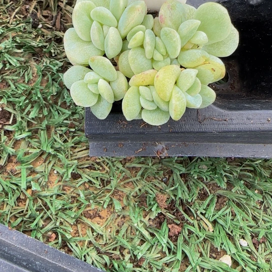 齐***琪300号一物一拍特价福利