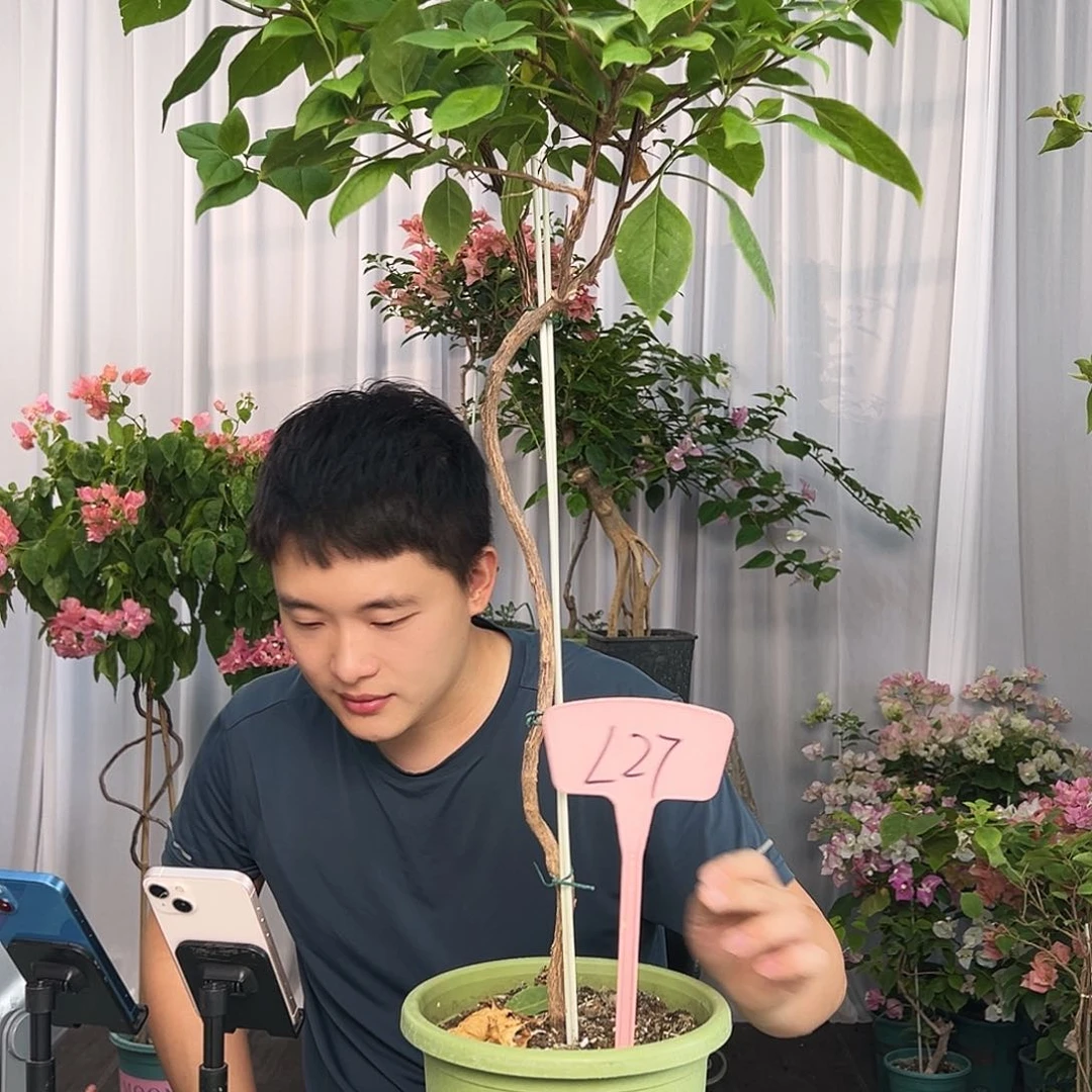 c***-大部分开放少量花苞L27苏瓦娜