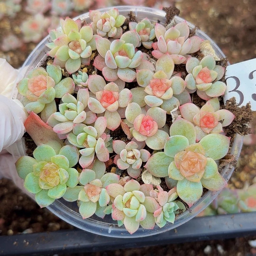 多肉植物多肉植物33