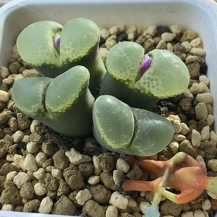 105号四头白窗风铃一物一拍