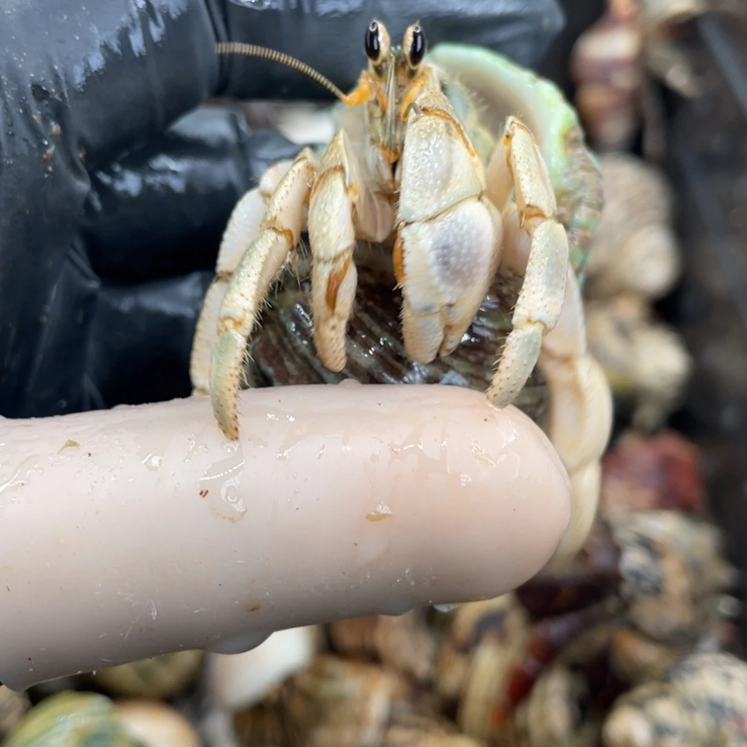 不退不换活体宠物60