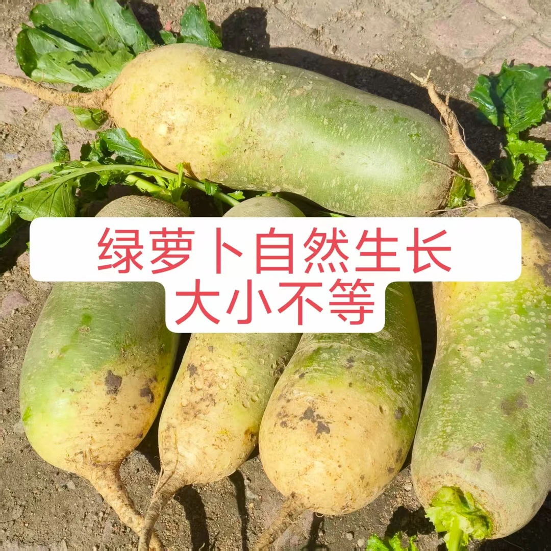 绿萝卜东北特产萝卜5斤自然生长大小不一农家蔬菜青皮萝卜新鲜
