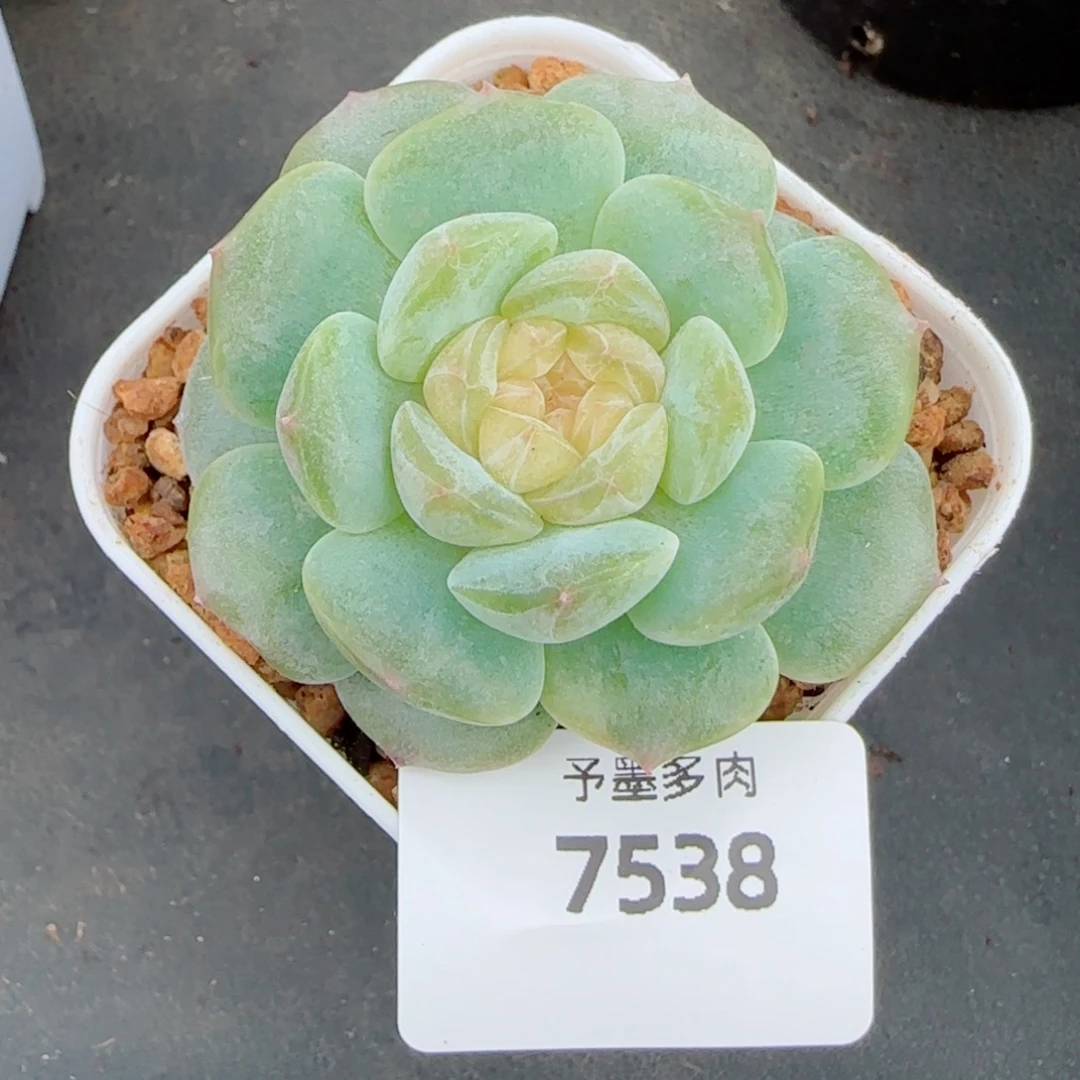 珍珠糖，7538多肉植物