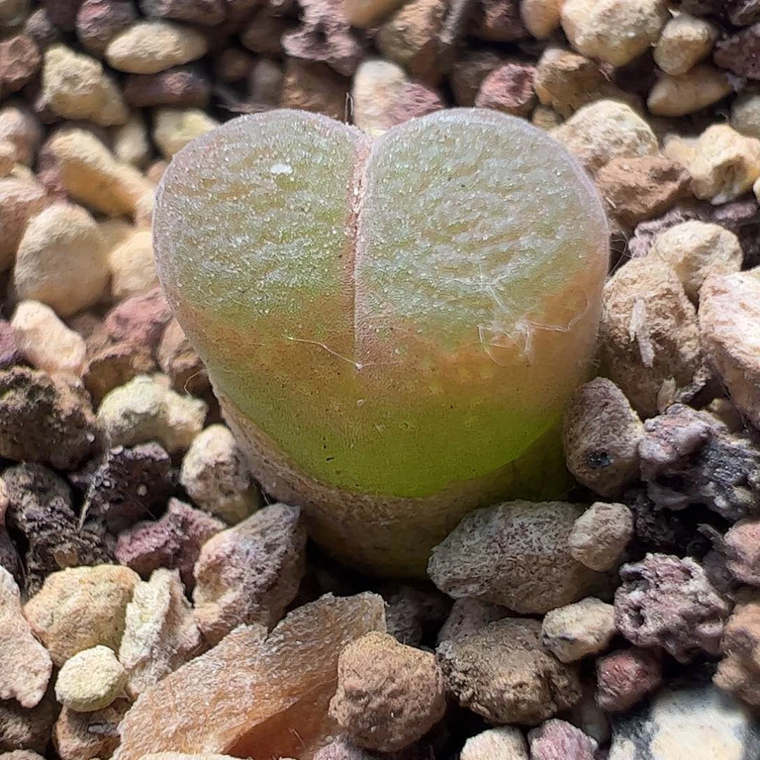 0000449 一物一拍脱土发