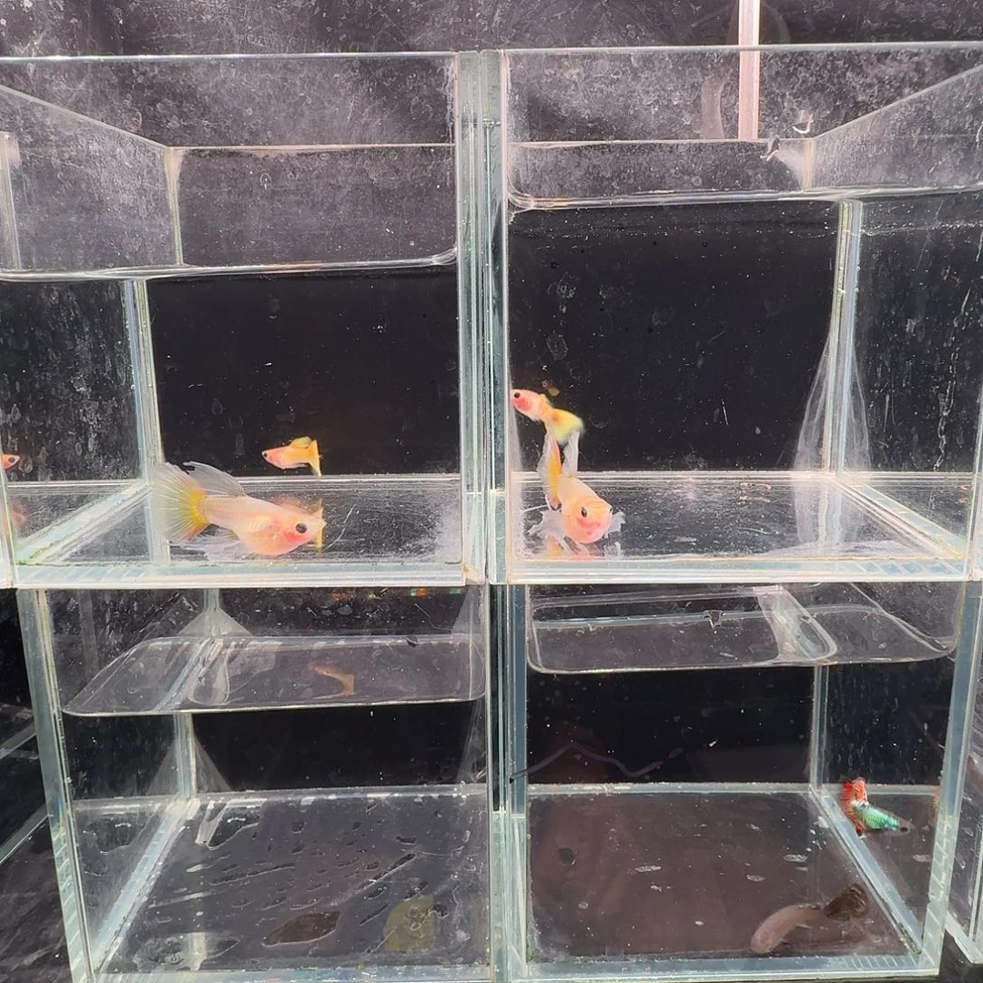 孔雀鱼黄金玻璃猫缎带2对