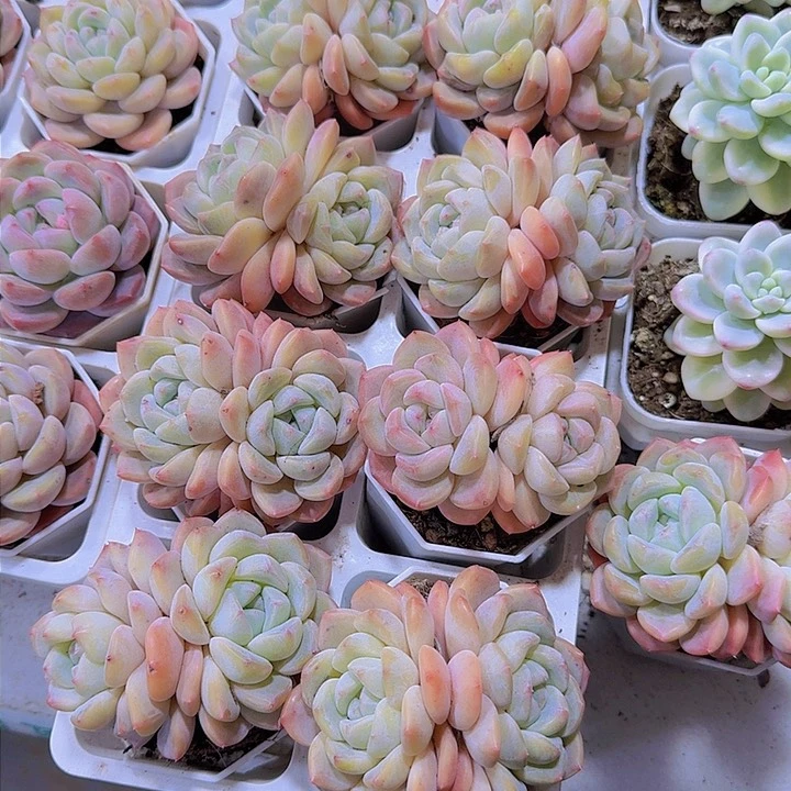 冰玉杂双头带盆19包邮