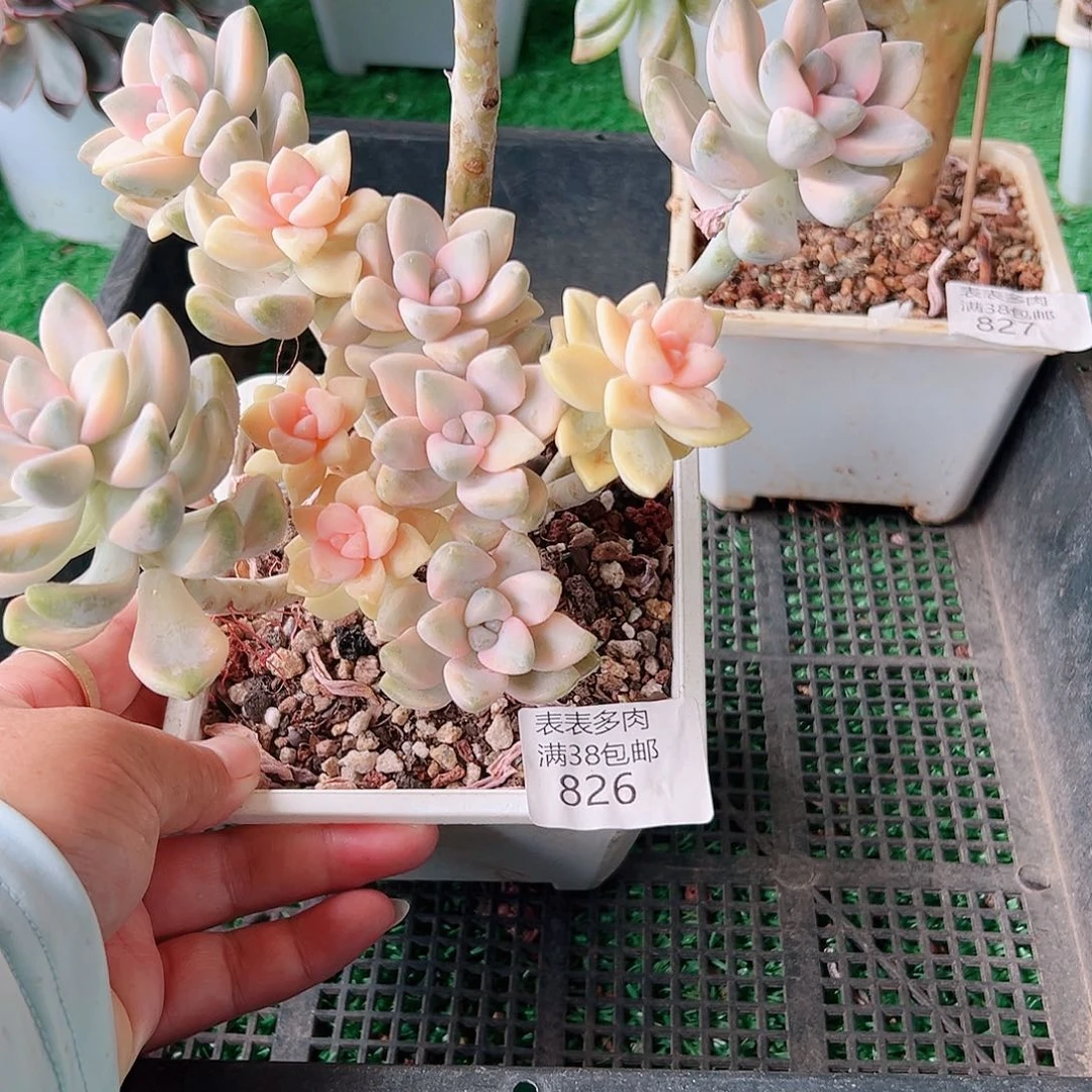 多肉一物一拍植物826