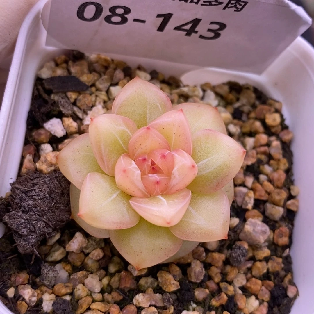 【闪购商品】08-143