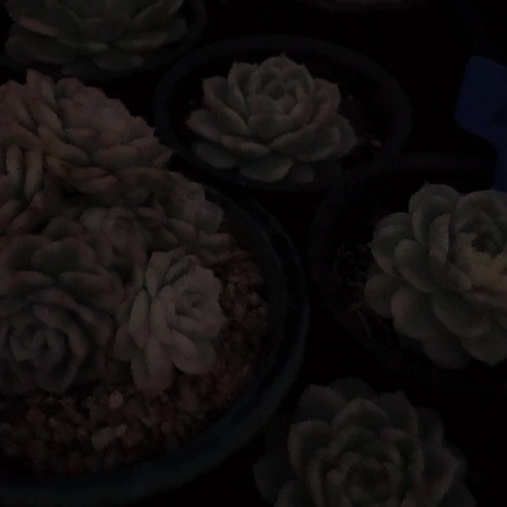 l***aa108珍妮麦白瓷锦单