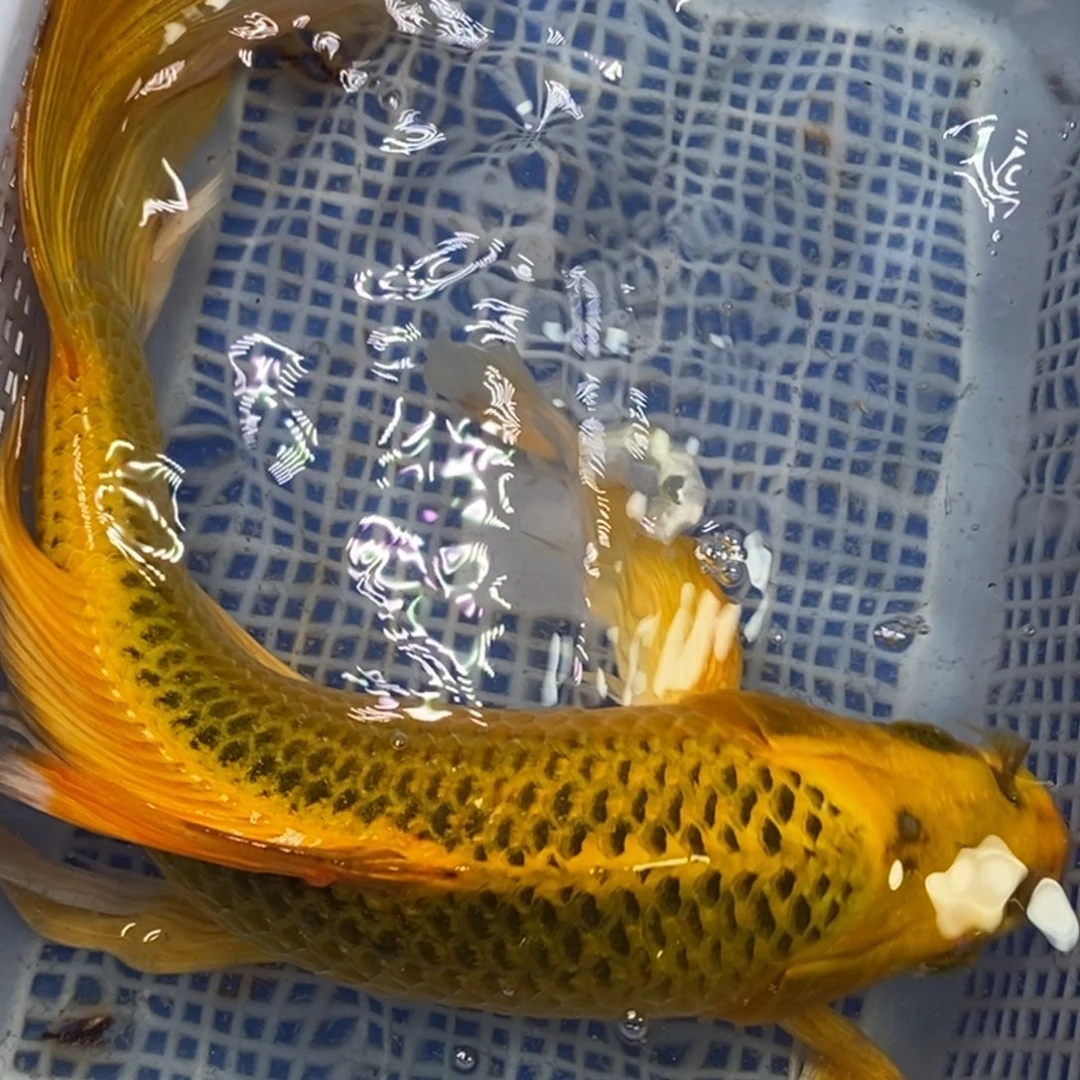 锦鲤冷水锦鲤包邮