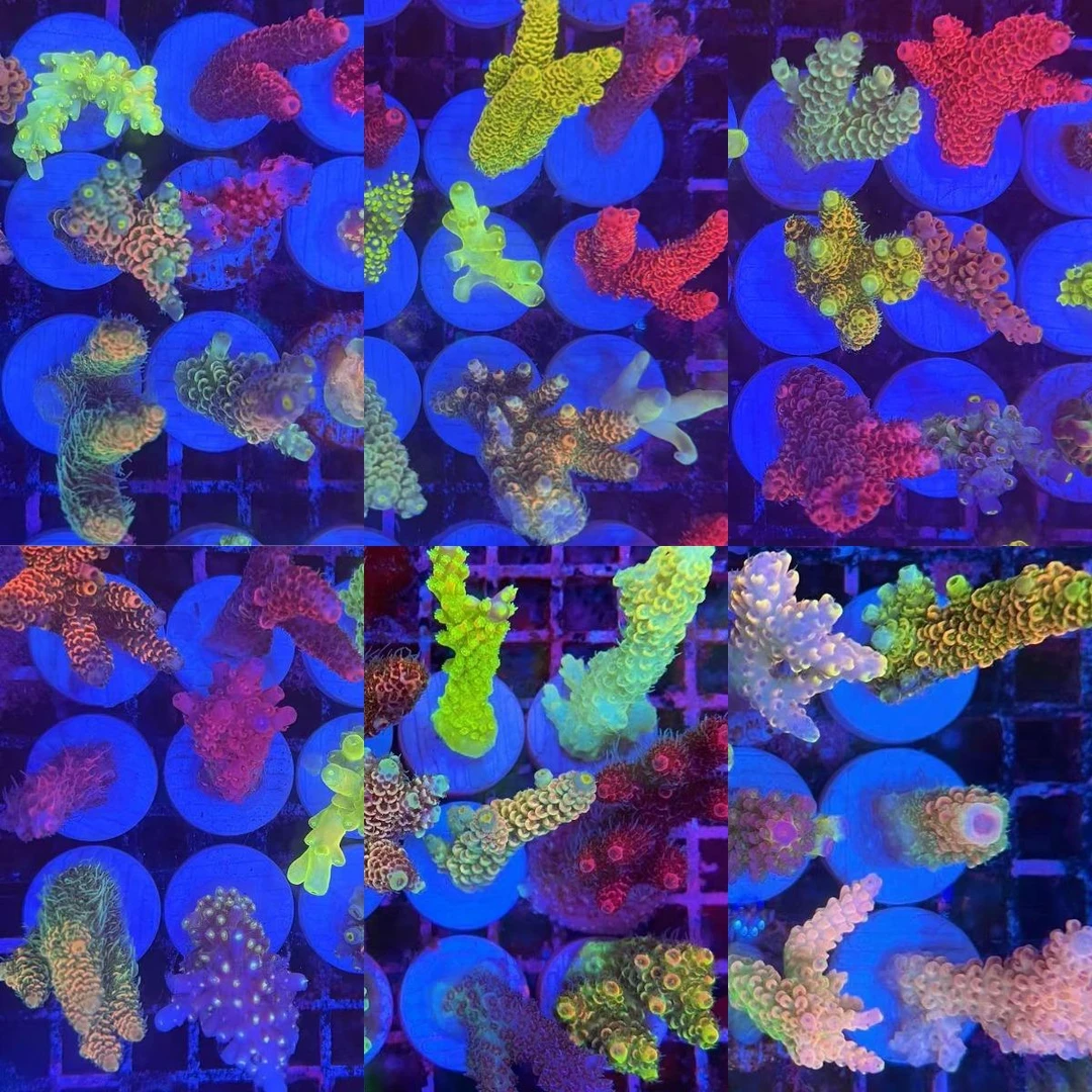 精品RR珊瑚人工繁殖养定包底海水生物3-5厘米硬骨珊瑚断枝6颗盲盒