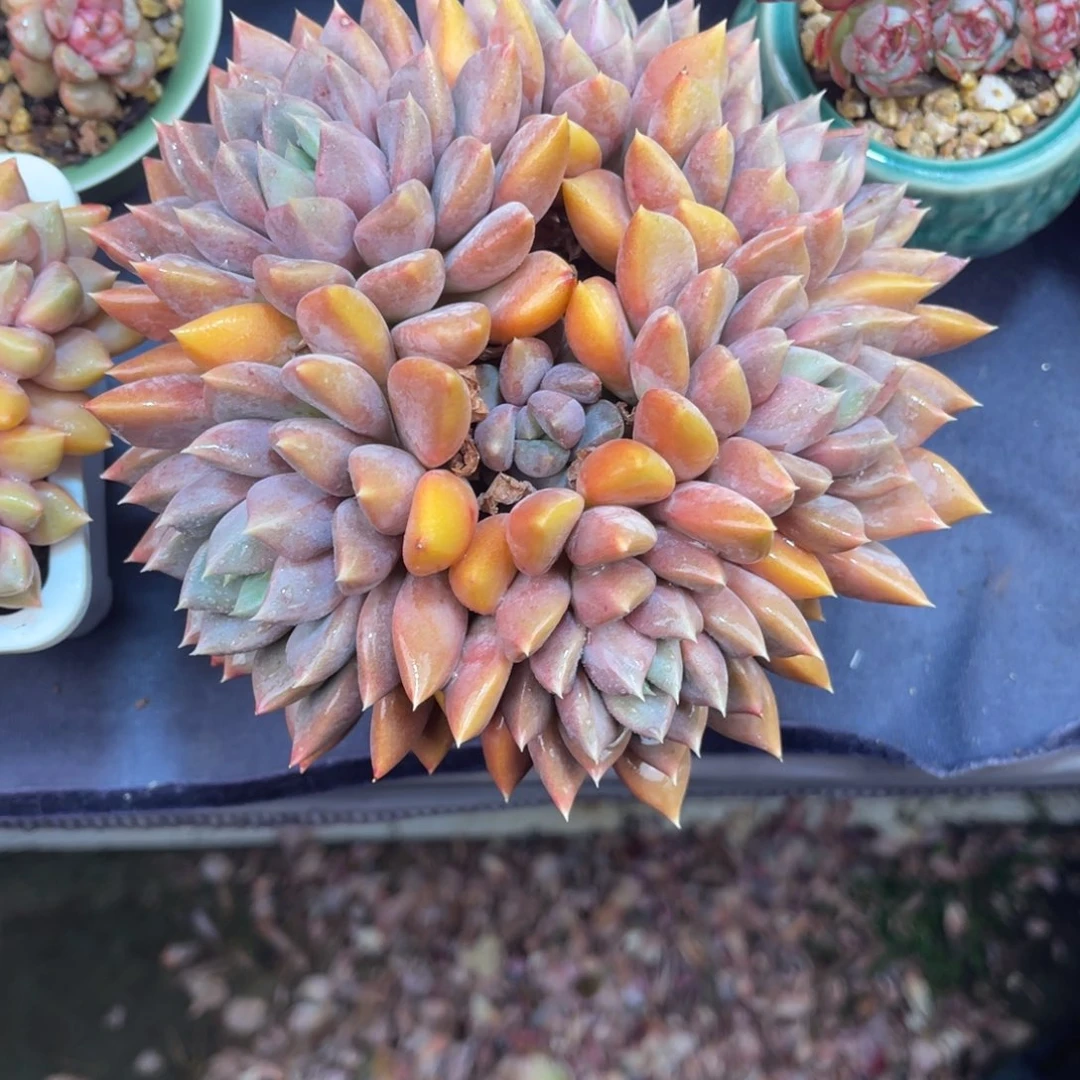 风****）红象牙 十五公分