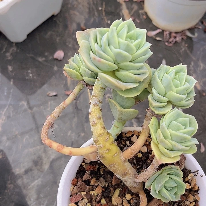 可爱玫瑰2710多肉植物