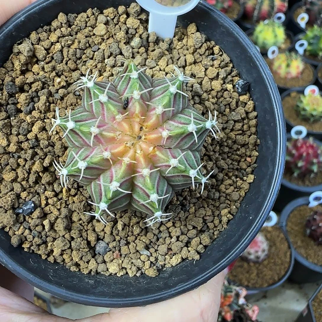 肋骨轮回,福利价直接拍