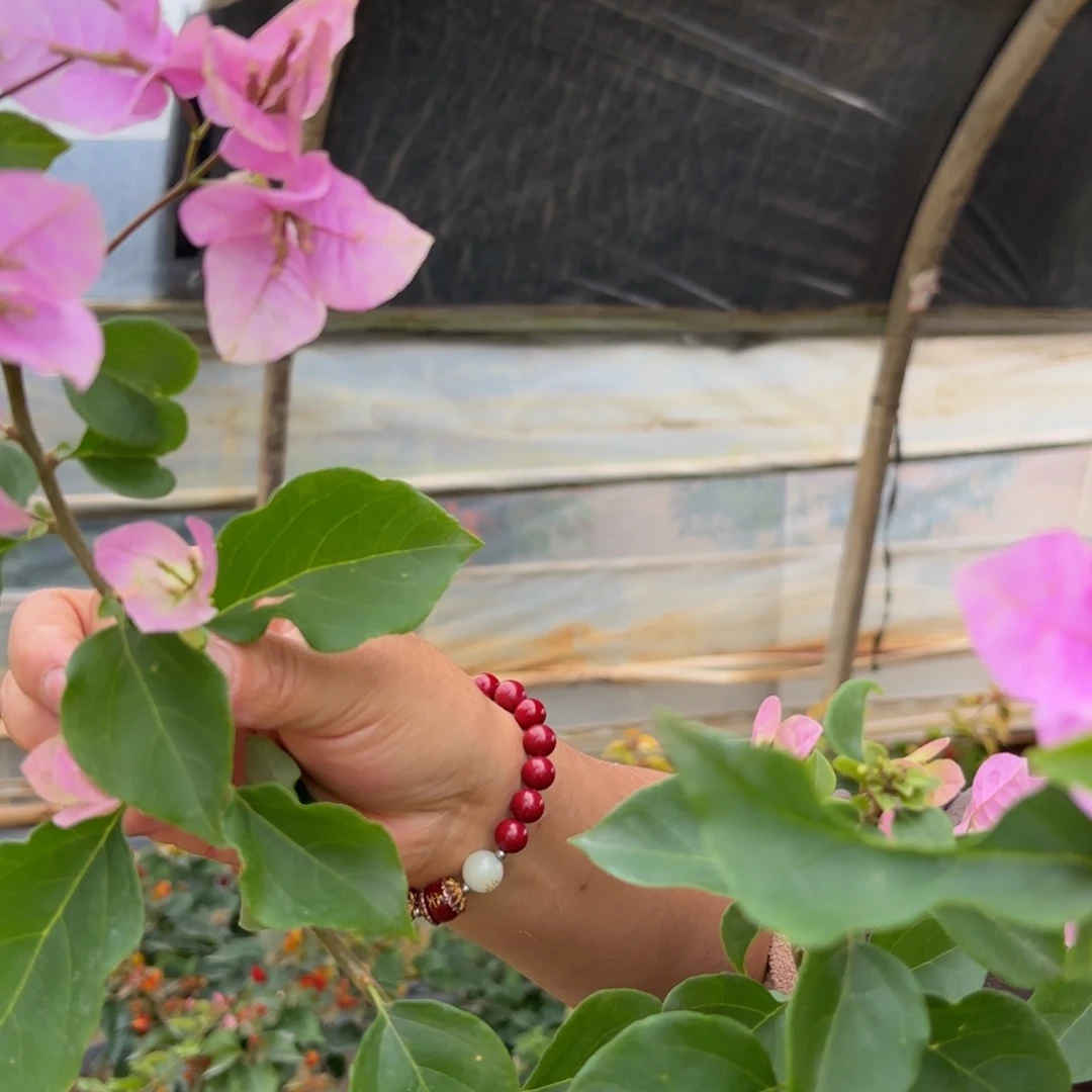 完全开放（粉可爱）三角梅会落花落叶会光杆苗有大有小