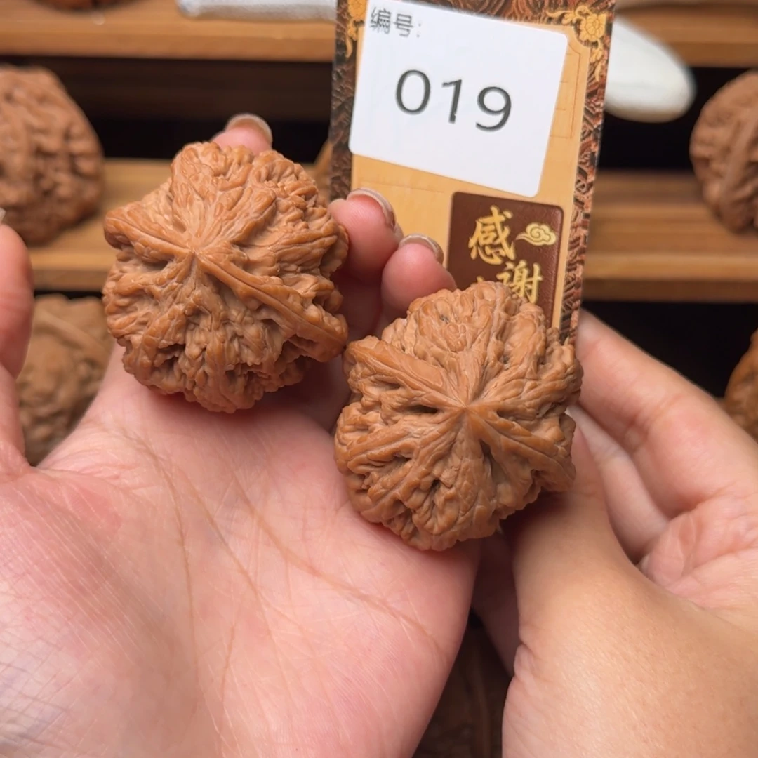 核桃019粗筋11111