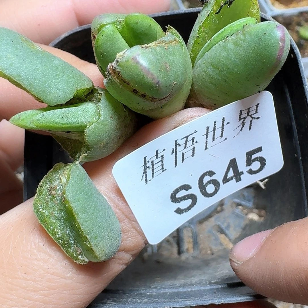 645号多肉植物哇f g