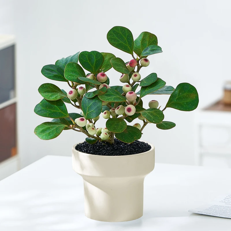 小盼菩提苔藓球盆栽室内植物办公室桌面好养植物禅意盆景带果绿植