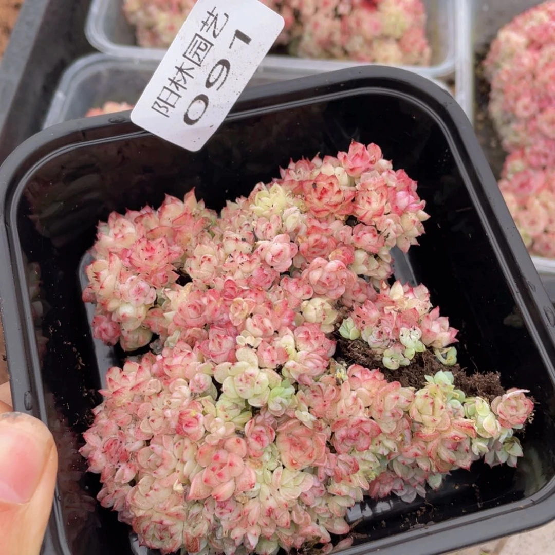 多肉植物多肉植物91