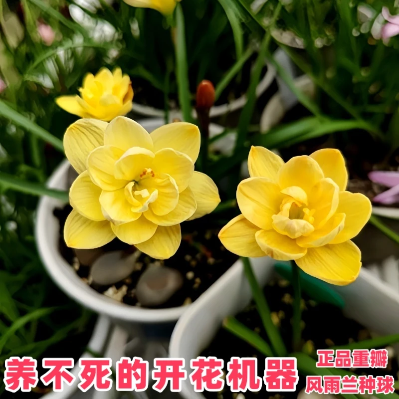 风雨兰种球四季开花好养易活韭兰植物庭院阳台清香型盆栽重瓣花卉