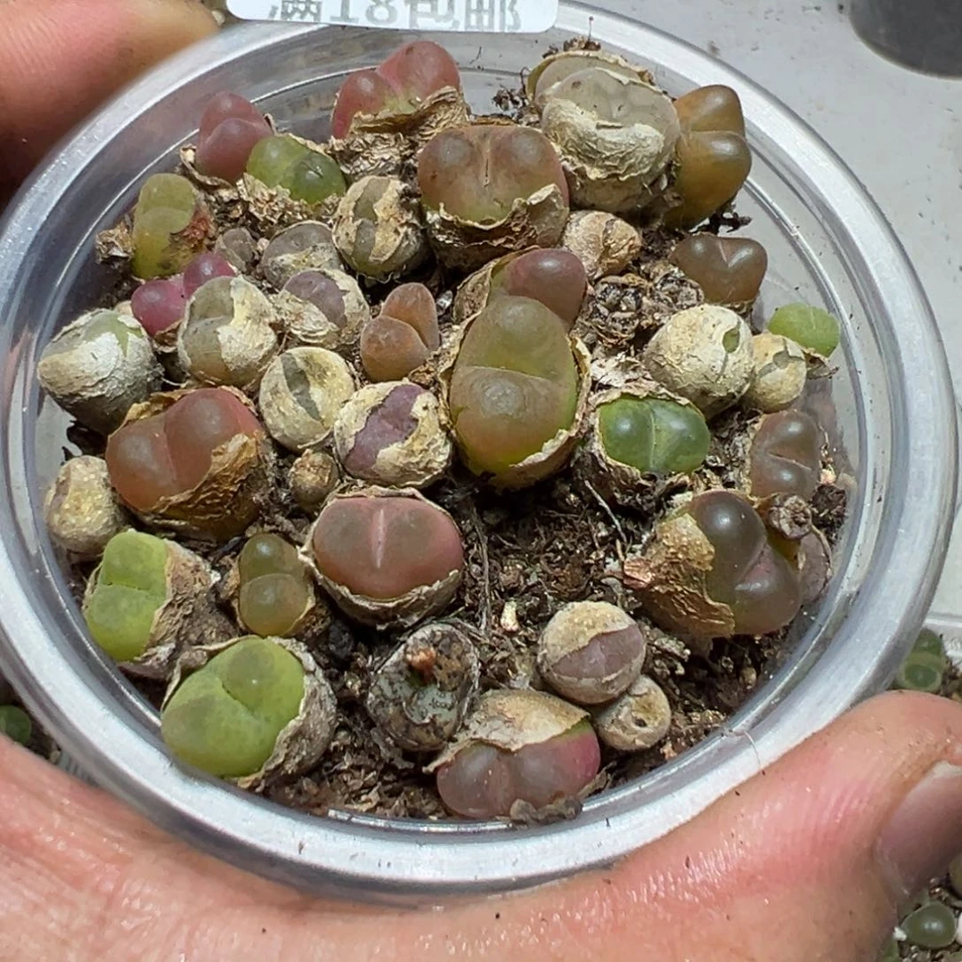 【闪购商品】 1112。