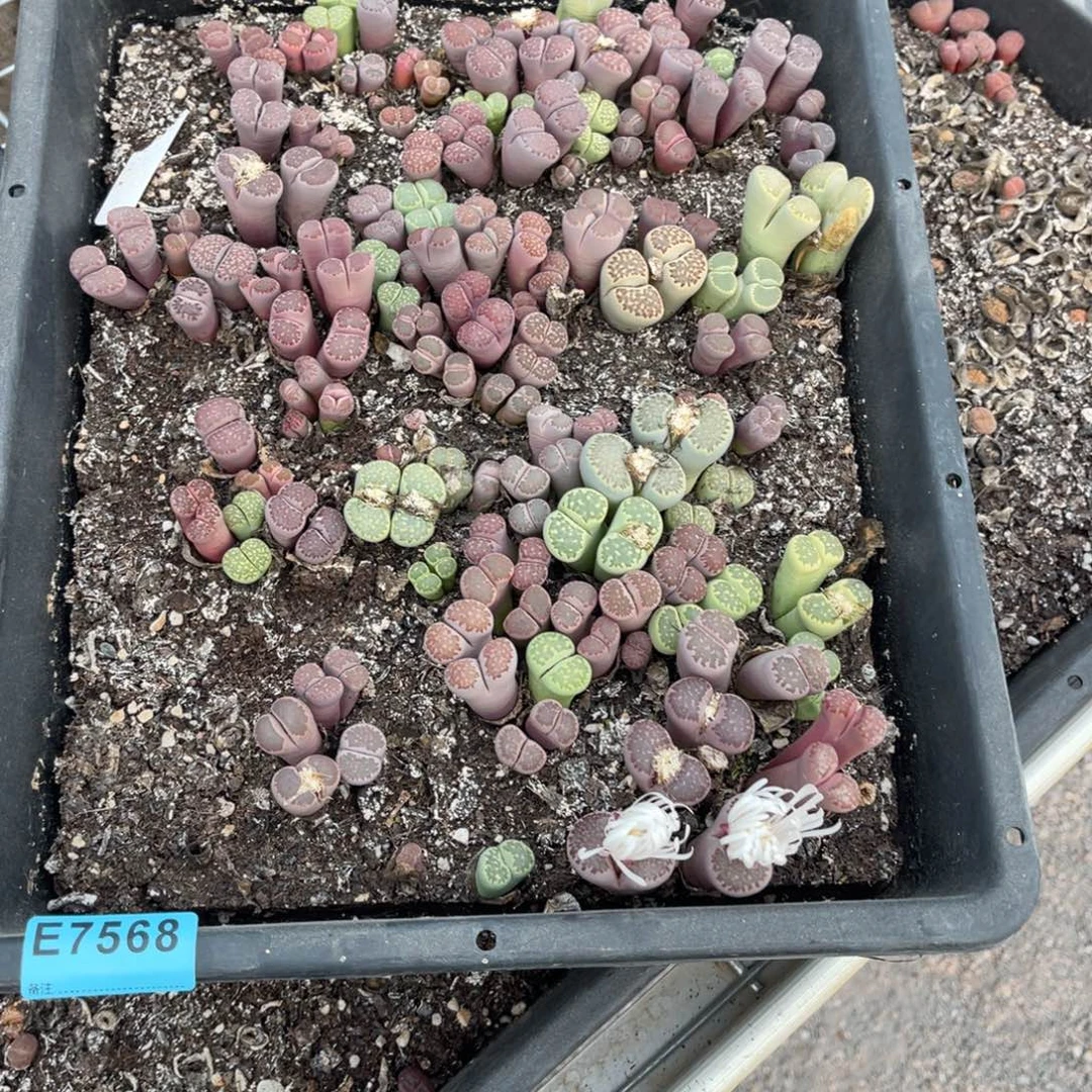 冰***茄7568筐福利不售后