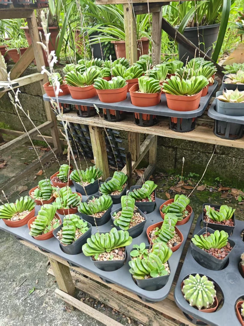 玉扇十二卷属多肉植物室内趣味观赏萌物好养活净化空气