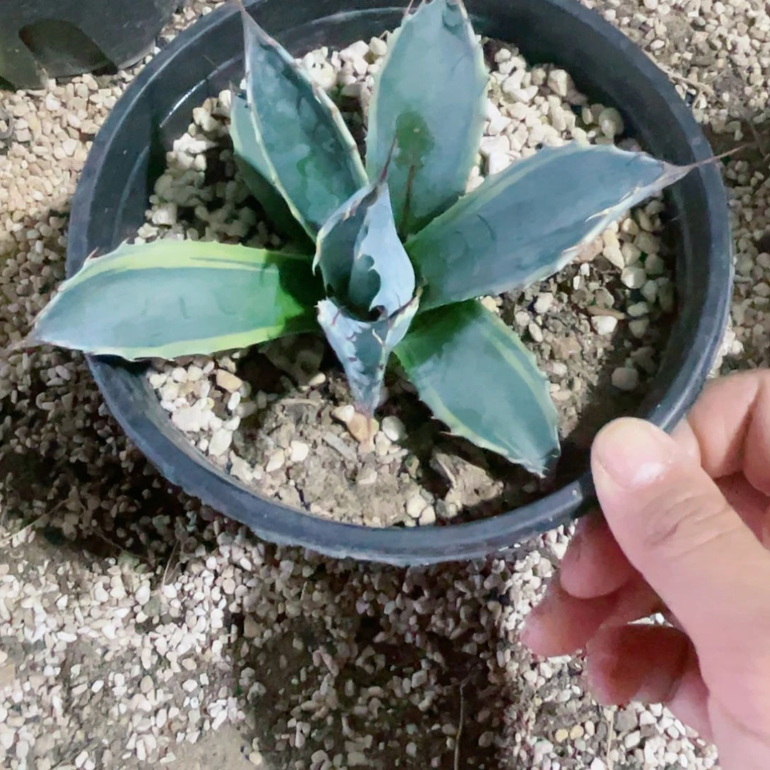 赖光黄锦大颗龙舌兰