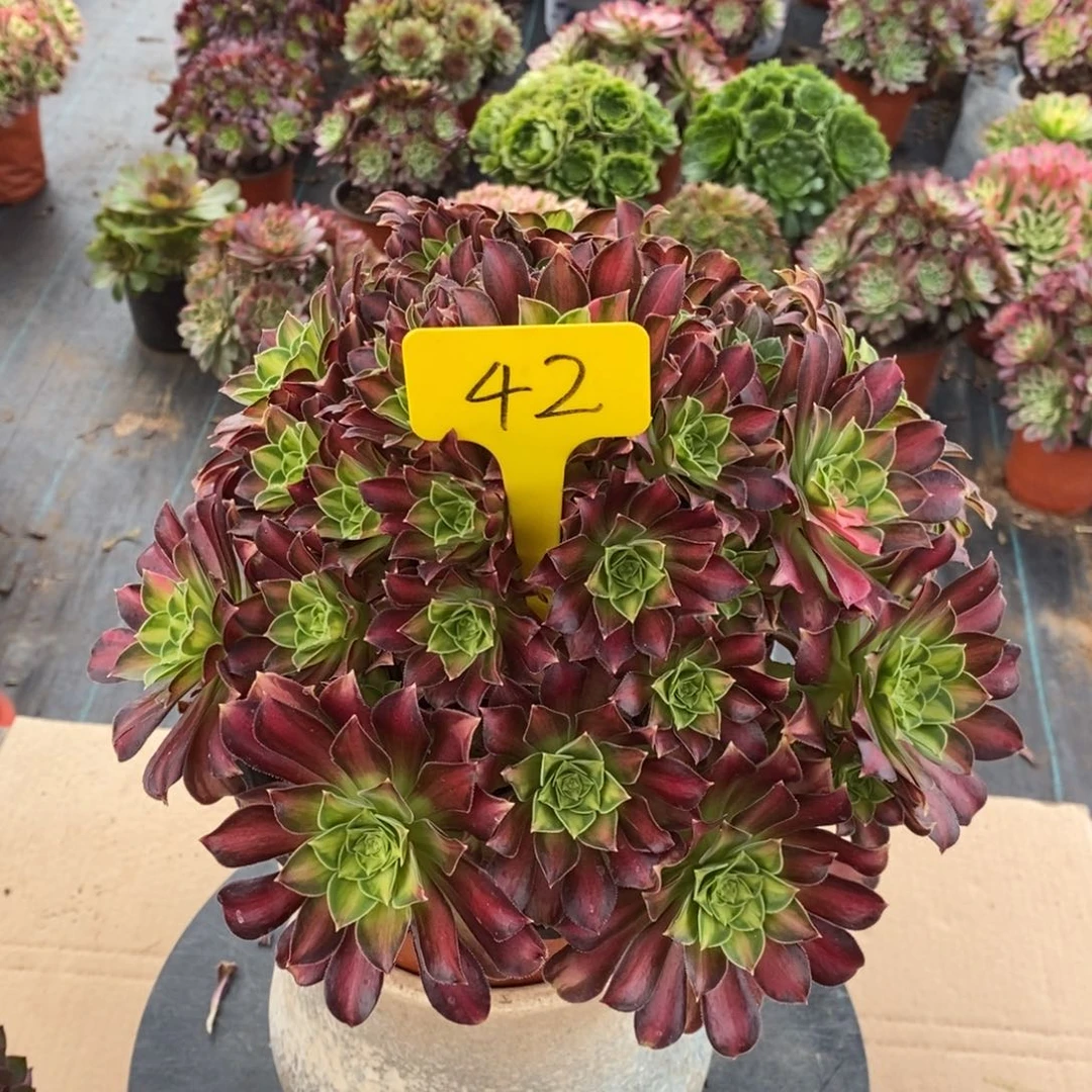 李****）42-韶华法师老桩的