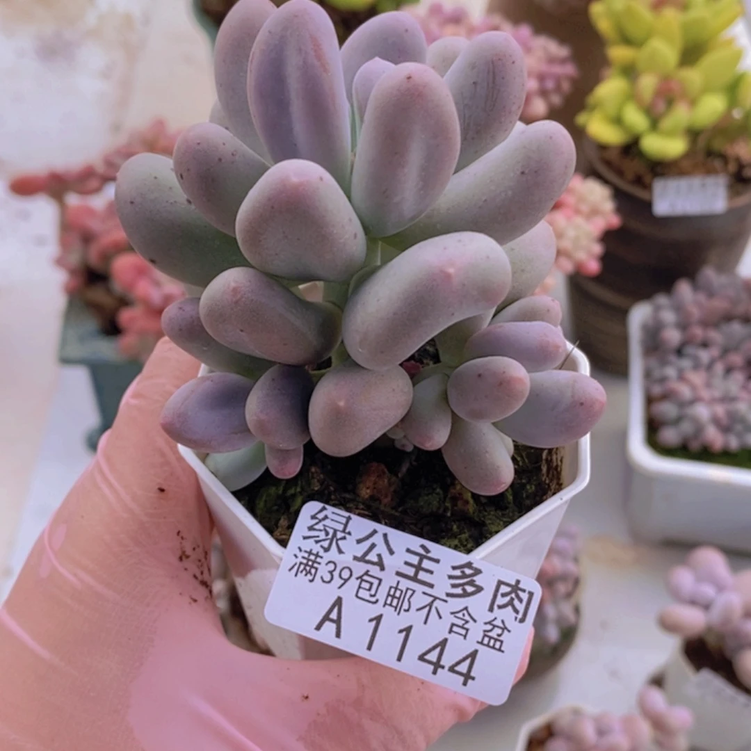 米可7cm1144多肉植物