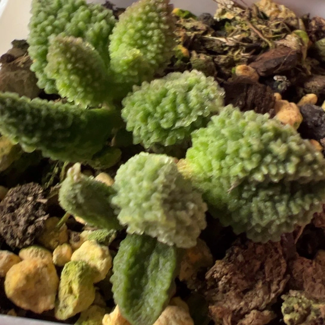 实生新品多肉植物水泡多肉植物