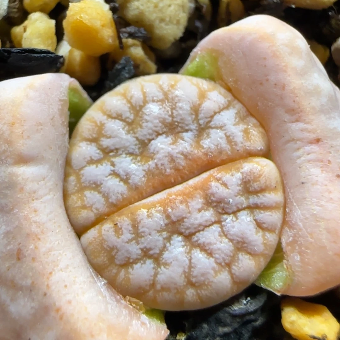 12.29  拿铁福利。 5014