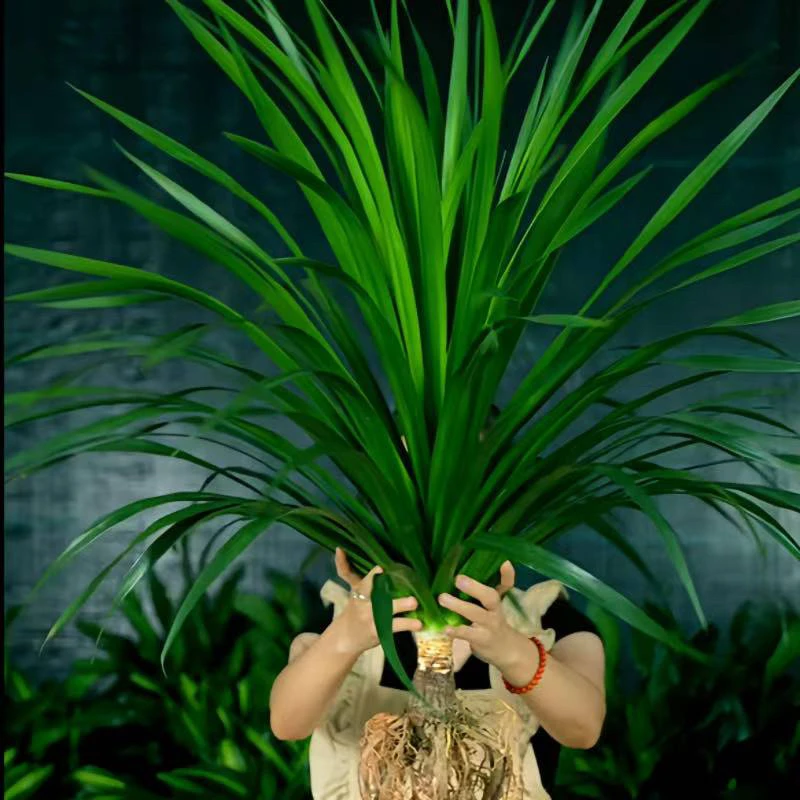 【不带瓶】龙血树太空铁2号80-90CM办公室巨无霸绿植室内好养易活