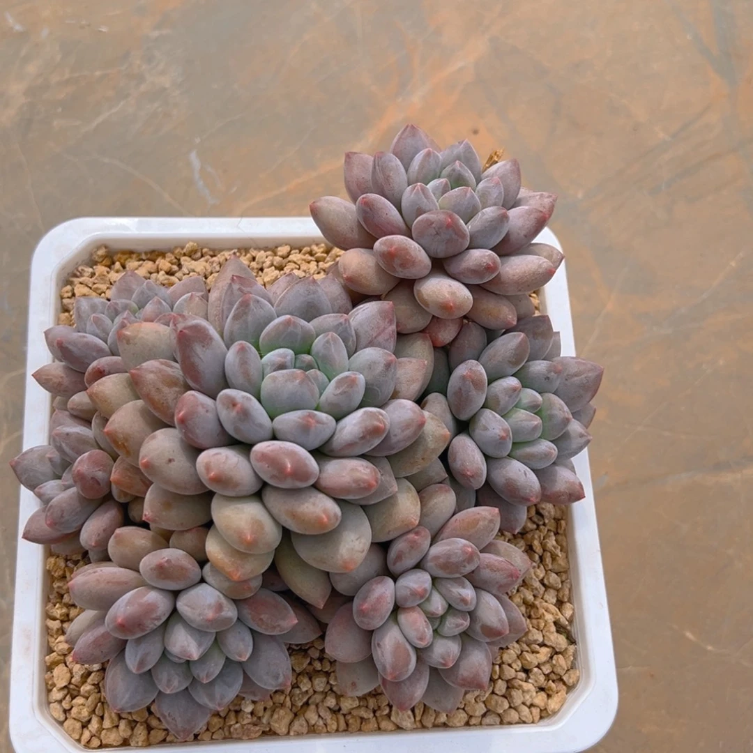 10311111111111111111111