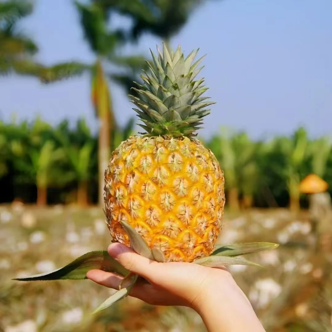 【芒果凤梨顺丰礼盒】海南台农23号芒果凤梨香甜多汁新鲜