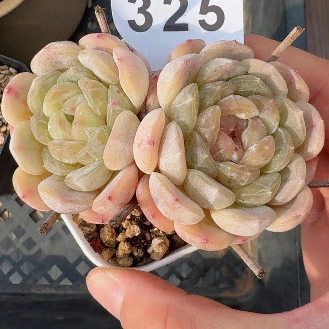 白色恋人双头老桩