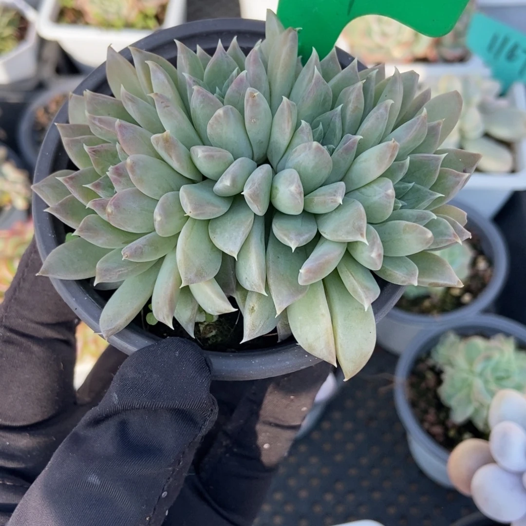 781幻影美人多肉植物