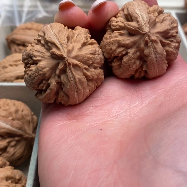 玩***家霸王龙全品无修一刀没动