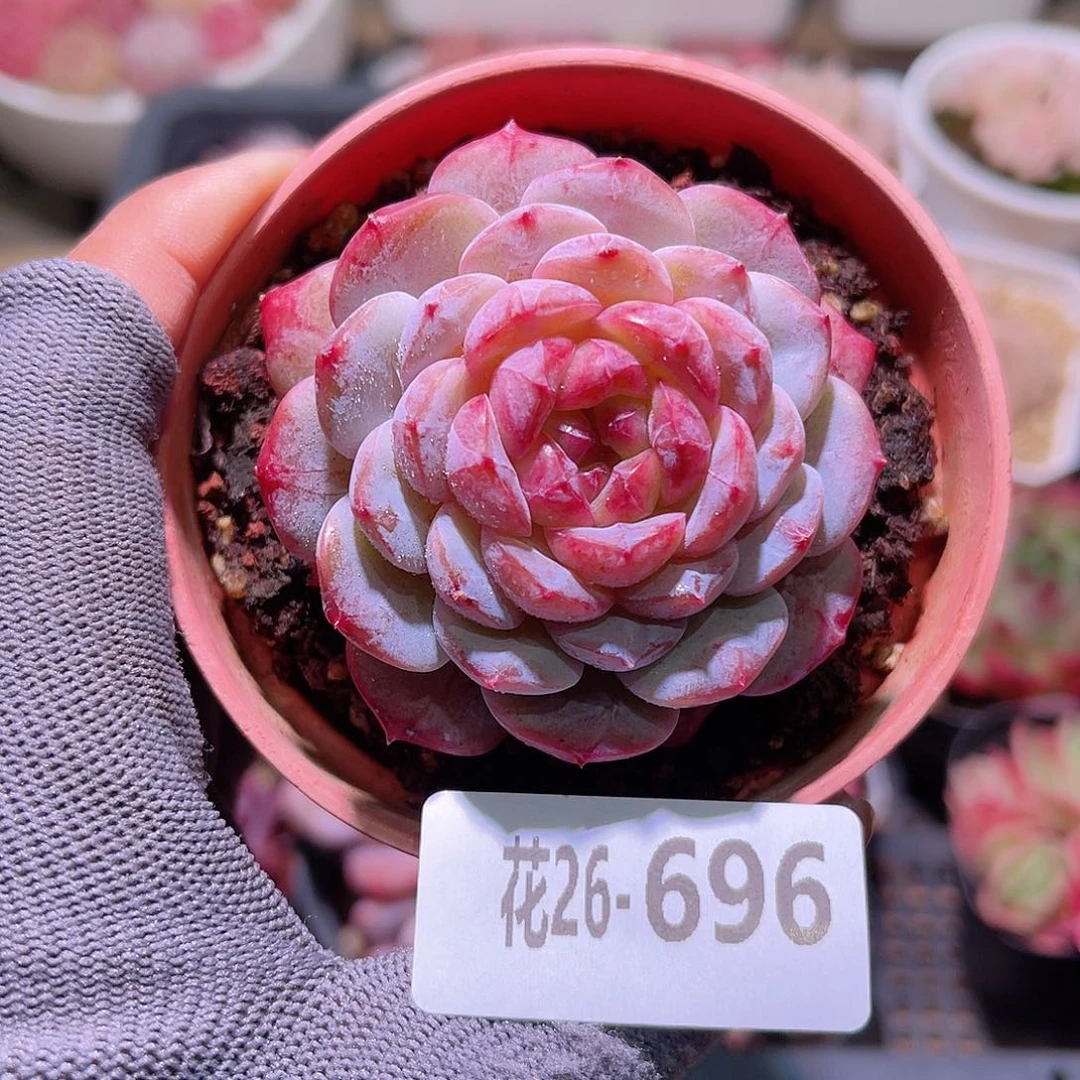 花26-696雪颜玉单头
