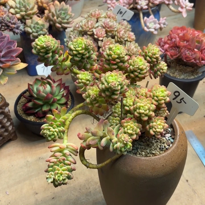 多肉植物，香格里拉95号