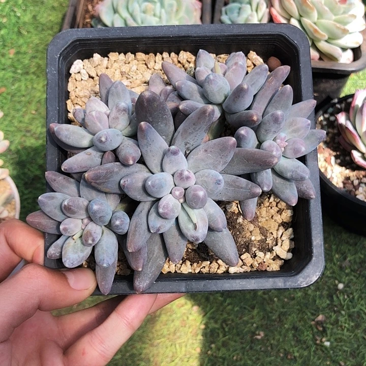 乌拉美人多肉植物