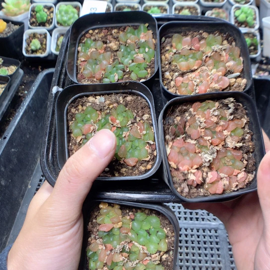 无花朵雨露群5颗量拍。uyyyyyyyyyyy