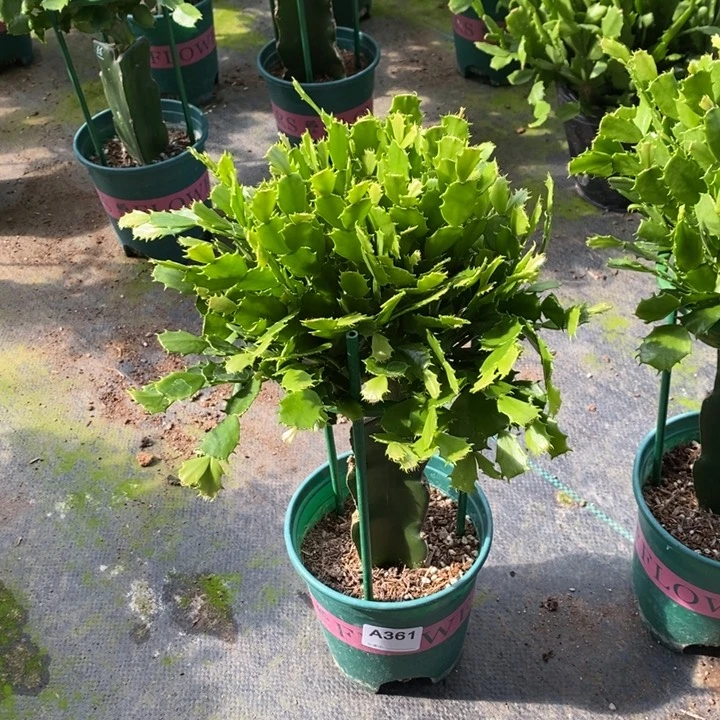 当前无花栽培后可以开花361嫁接050
