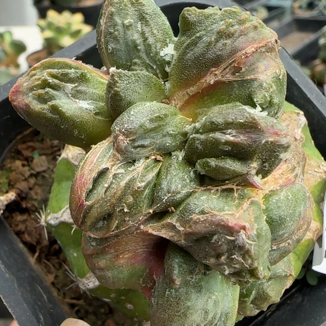 无花朵怒涛坠化红锦