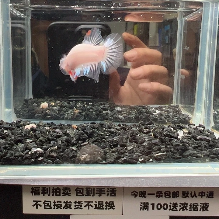 斗鱼竞拍跑单拉黑27日23